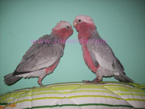 moje bebe roze kakadua