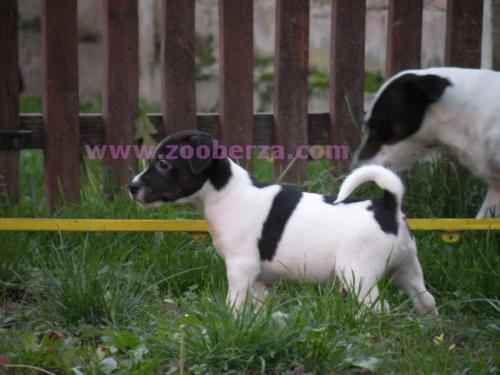 Jack Russell Terrier  Top leglo 
