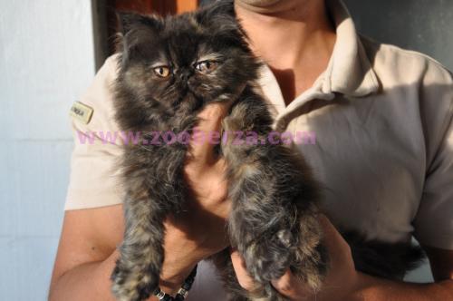 persijska maca pigy look
