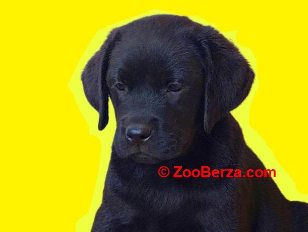 Labrador štenci, žuti i crni, povoljno