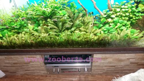 Akvarijum biljni 340 litara sa policom