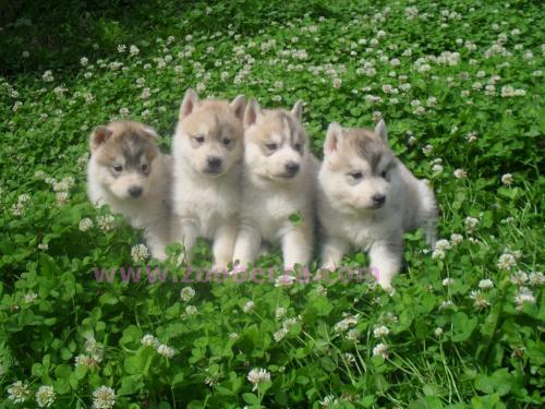 Sibirski haski štenci