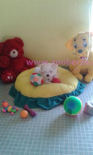 Zooberza Com Pretraga Oglasa Psi