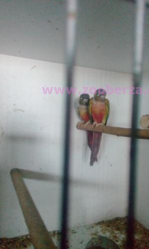 braonuhi papagaji