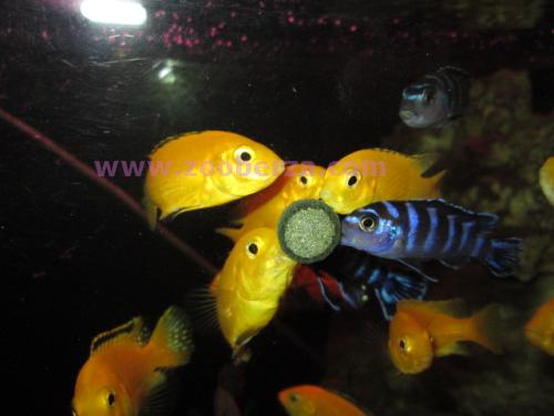 labidochromis caeruleus i julidochromis marlieri prodaja