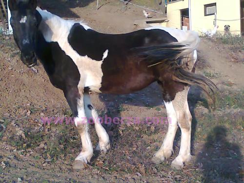 sarena kobila