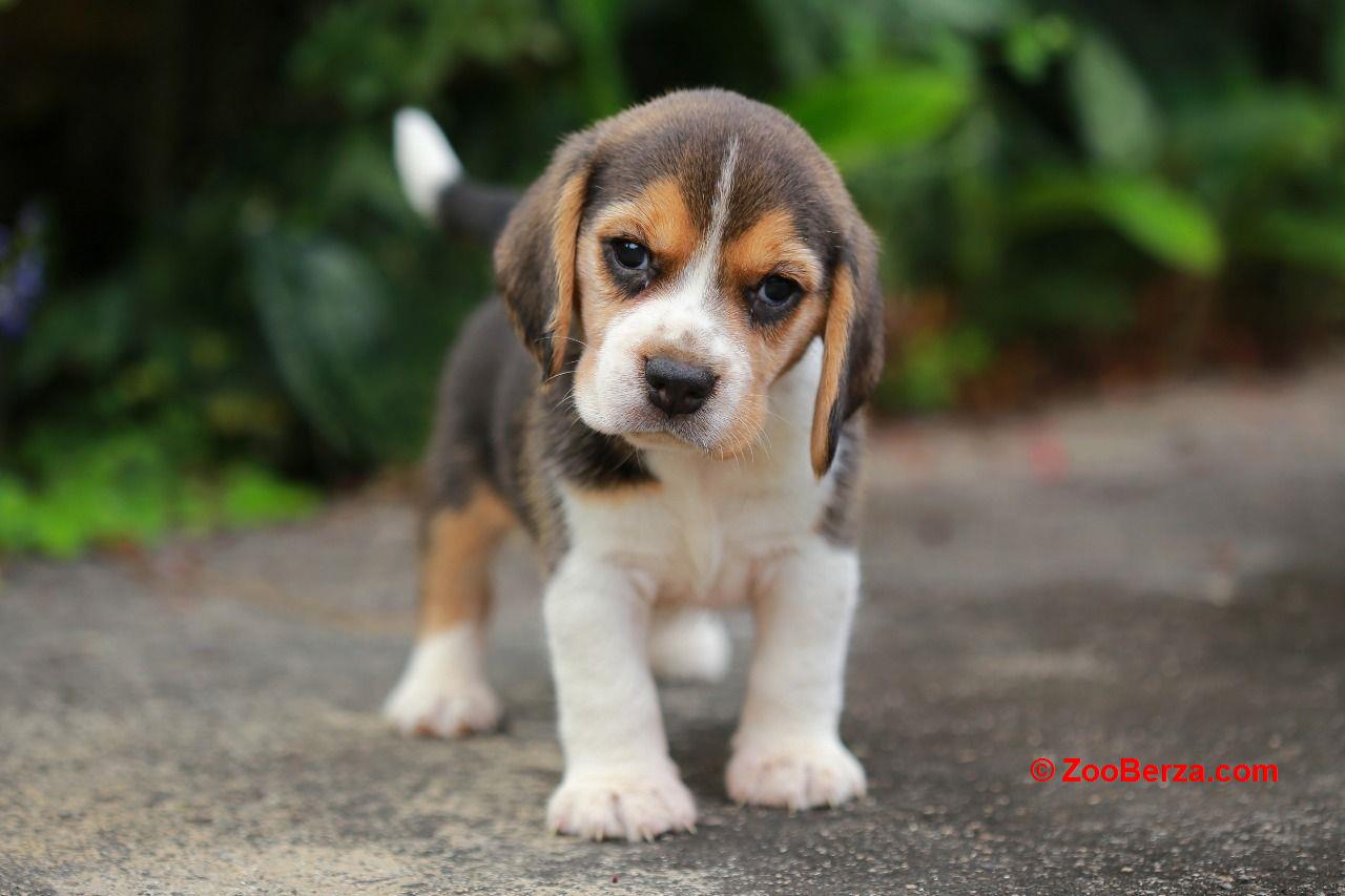 Prekrasan pedigree Beagle Pups Pra clear