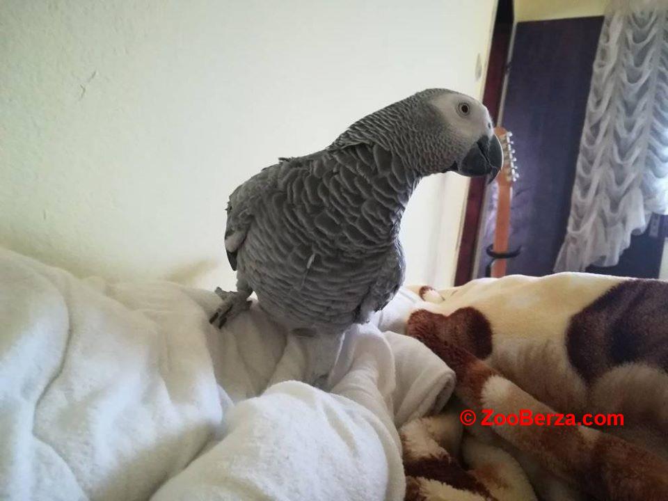 Izgubljen ljubimac Papagaj Africki Sivi