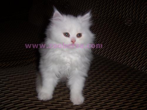 Beli persijski macici