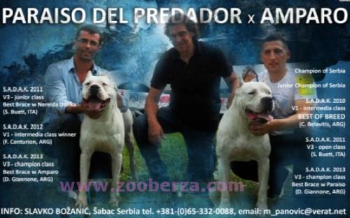 Dogo Argentino stenad
