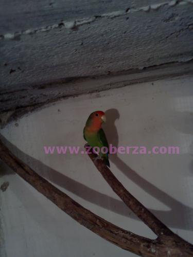 rozenkolisi 2 komada ovogodisnji zamena za druge papagaje