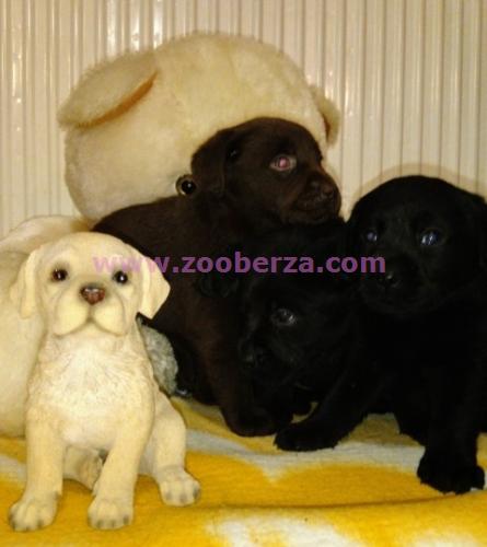 Labrador retriver, crni i čokoladni štenci