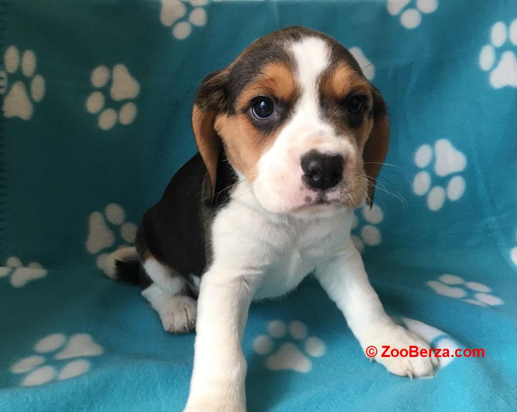 Štenci beagle dostupni na prodaju