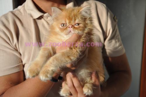 persijska maca pigy look