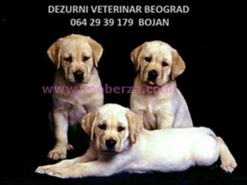 Dezurni veterinar Beograd
