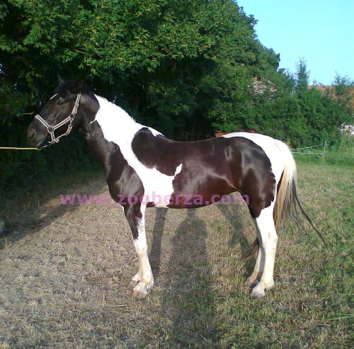 Sarena kobila