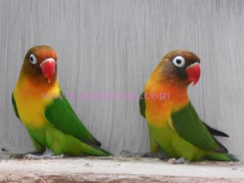 Pitomi ljubavni papagaji