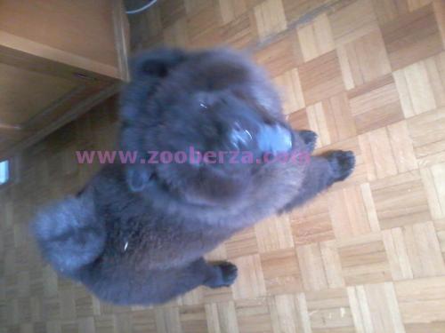 CHOW CHOW stene crno / dogovor
