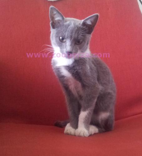 Silvi - mačka, 4 meseca