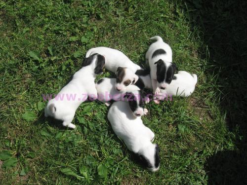 Jack Russell Terrier - stenci na prodaju