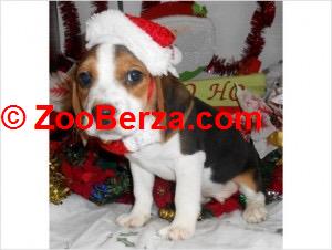 Štenci beagle dostupni na prodaju