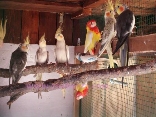 razni papagaji