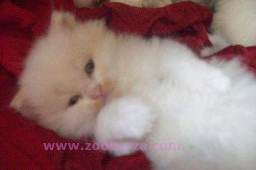 Persijski macici na prodaju