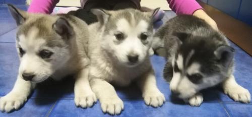 Prodaja tri šteneta-ženke-Sibirskog Haskija