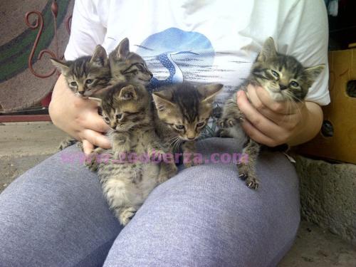 Hitno udomljavanje pet prelepih macica!