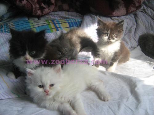 persijski mačići