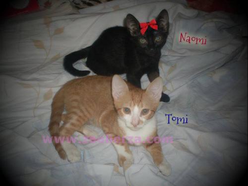 mačići Tomi & Naomi