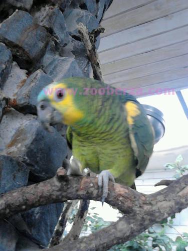 papagaj plavoceli amazonac