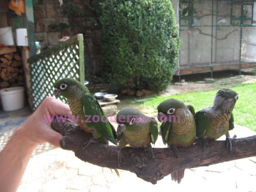 Papagaji- ručno hranjene branouhe moline i hiposante