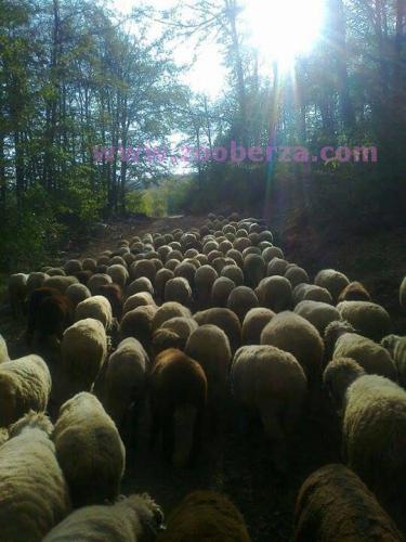 Ovce Svrljiske rase UMATICENE!