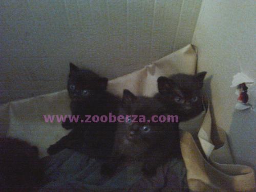 3 crna maceta i mama maca hitno traze dom
