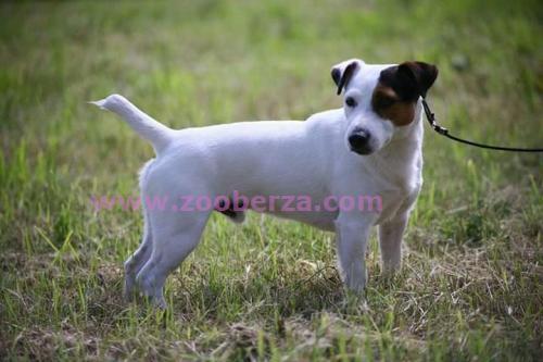 Jack Russell Terrier (Džek rasel terijer)