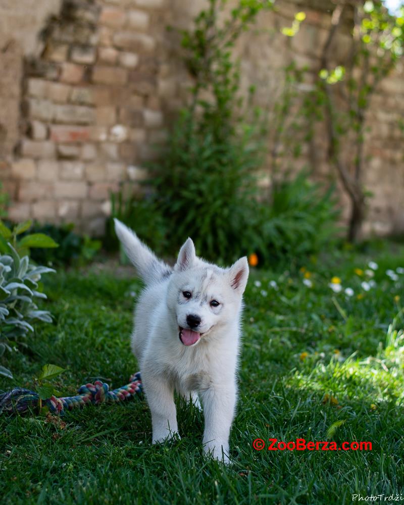 Sibirski Haski prelepo žensko štene