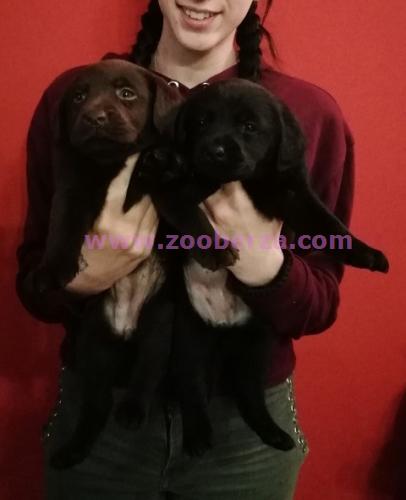 Labrador retriver, crni i čokoladni štenci