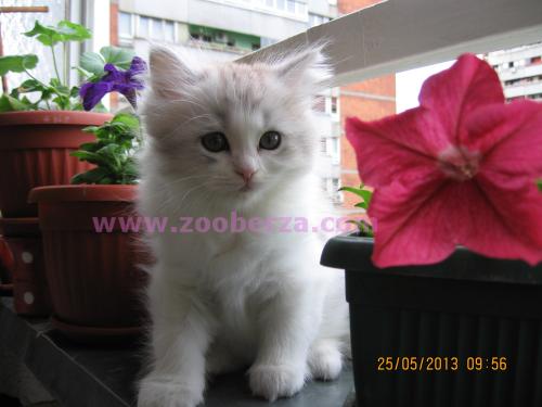 persijska maca