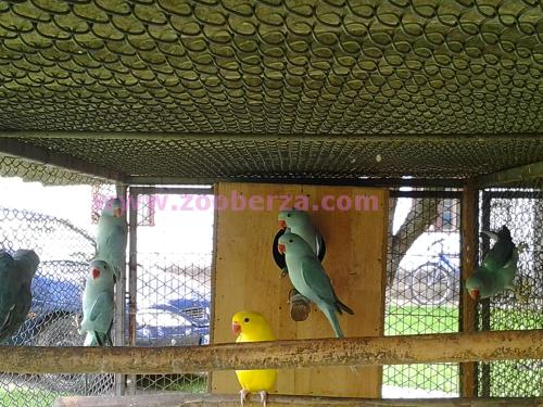 paunovi papagaji