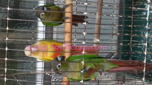 Ručno othranjeni papagaji