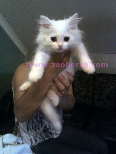 Belo persijsko mace