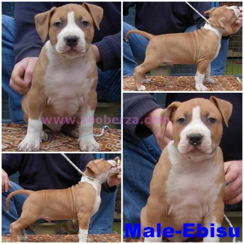 AST-puppies for sale