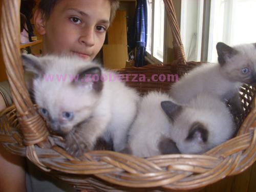 Siamske mace na prodaju