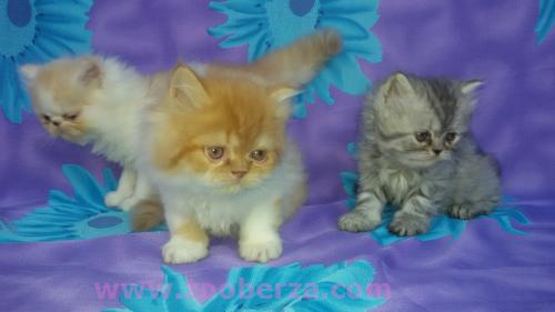Persijski mačići na prodaju
