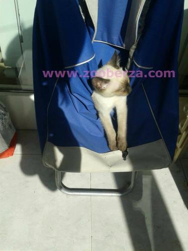 Sijamsko mace na prodaju