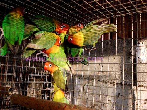  ljubavni papagaji