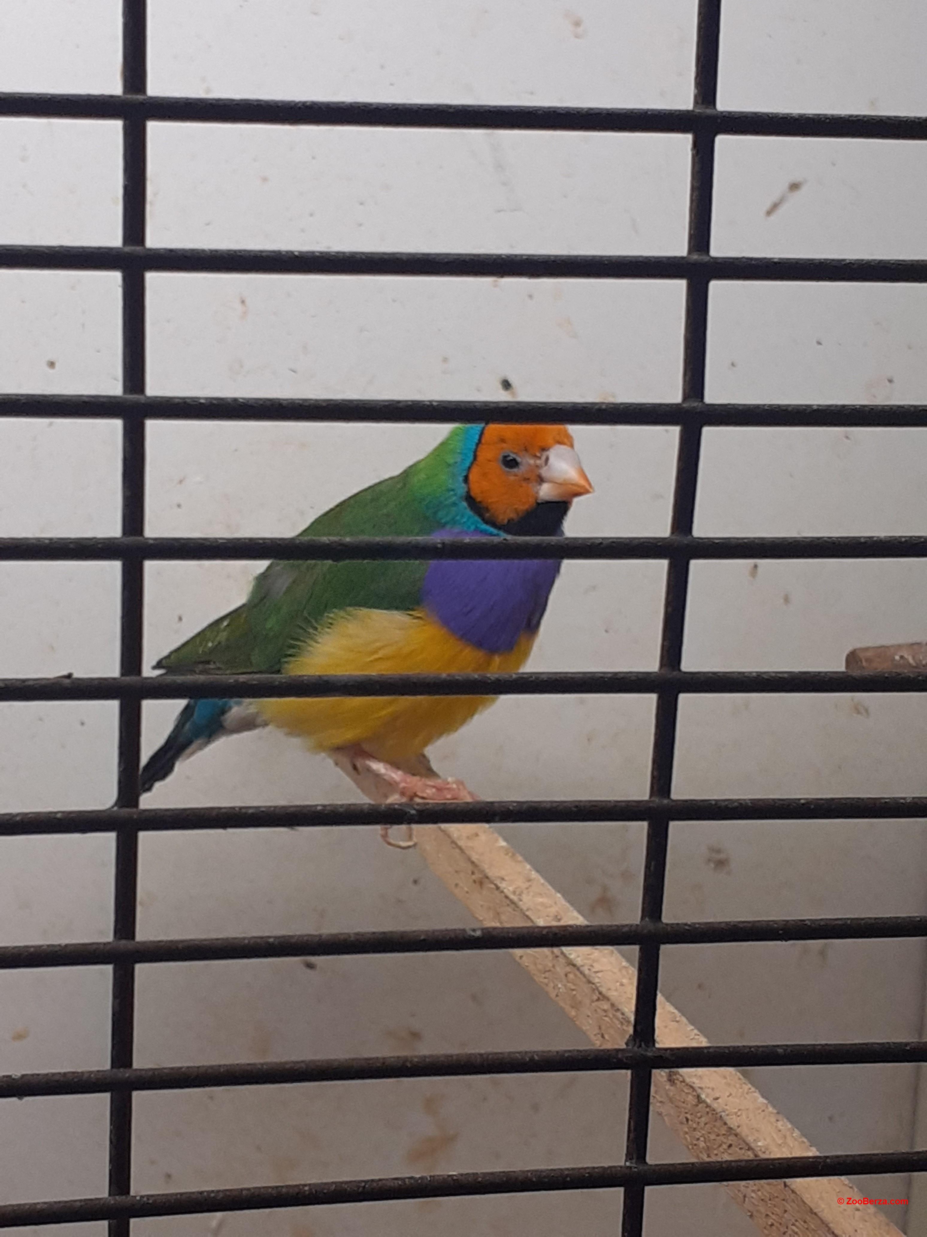 Detalji oglasa Gould Amandine