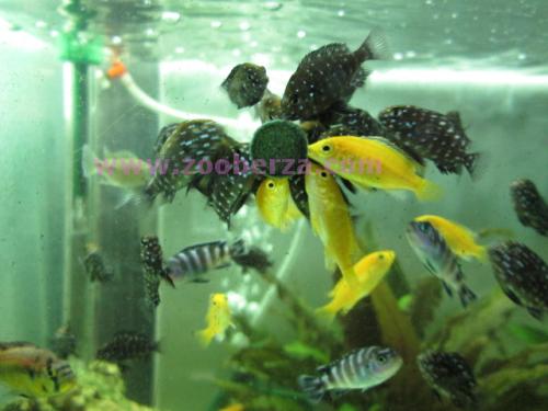 labidochromis caeruleus i julidochromis marlieri prodaja