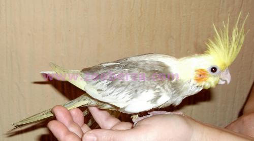 Papagaji ručno  hranjeni - nimfe